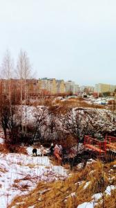 Фотография Золотая рыбка 3
