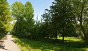 Фотография Ромашка 0