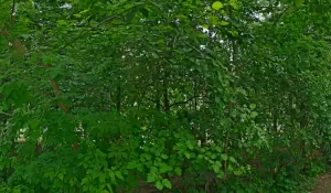 Фотография Детский сад №36 4